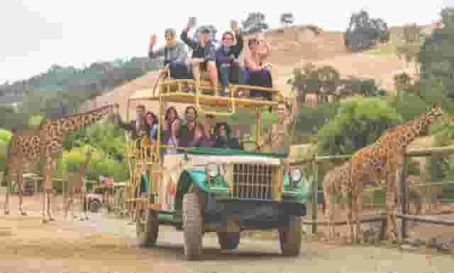 Safari Adventure