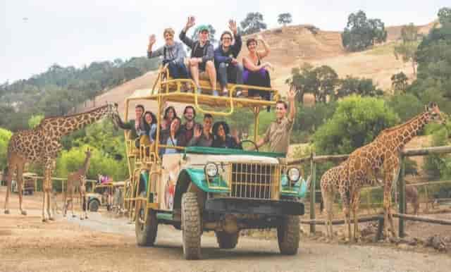 Safari adventure team-building event with giraffes at Restaurant Le Taillevent.