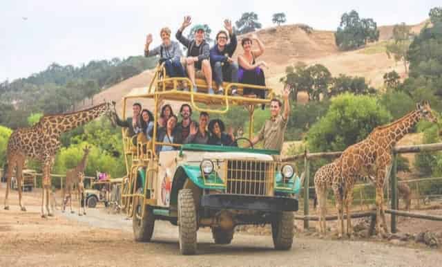 Safari Adventure