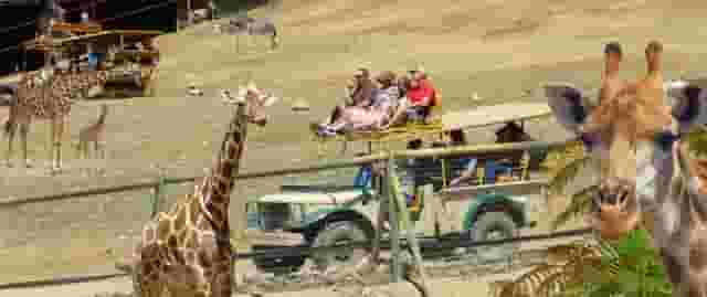 Safari Adventure
