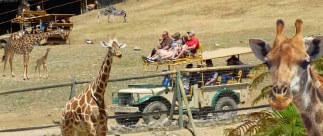 Safari Adventure