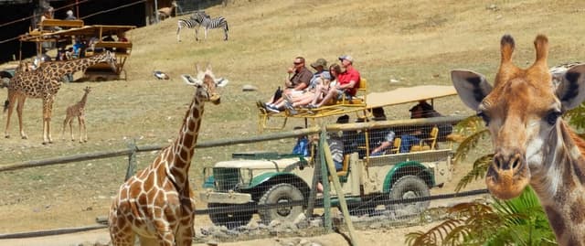 Safari Adventure