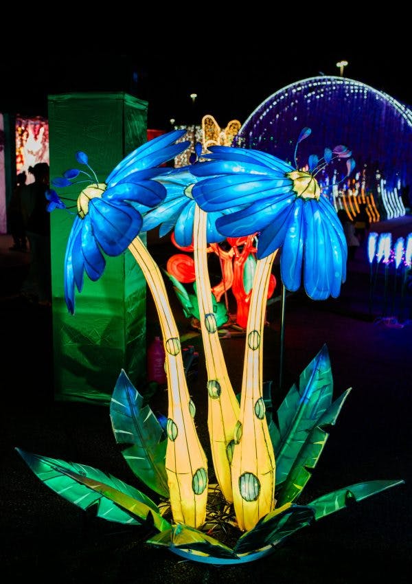 Vibrant blue flower display in Imaginarium 360 for events and festivals.