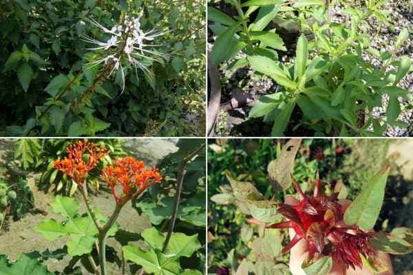 Vibrant vegetable garden at Desaru Fruit Farm, perfect for outdoor events and decor.