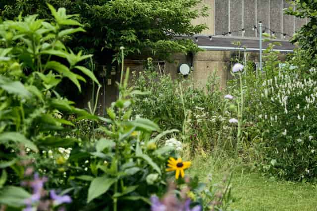 Queen Elizabeth Hall Roof Garden