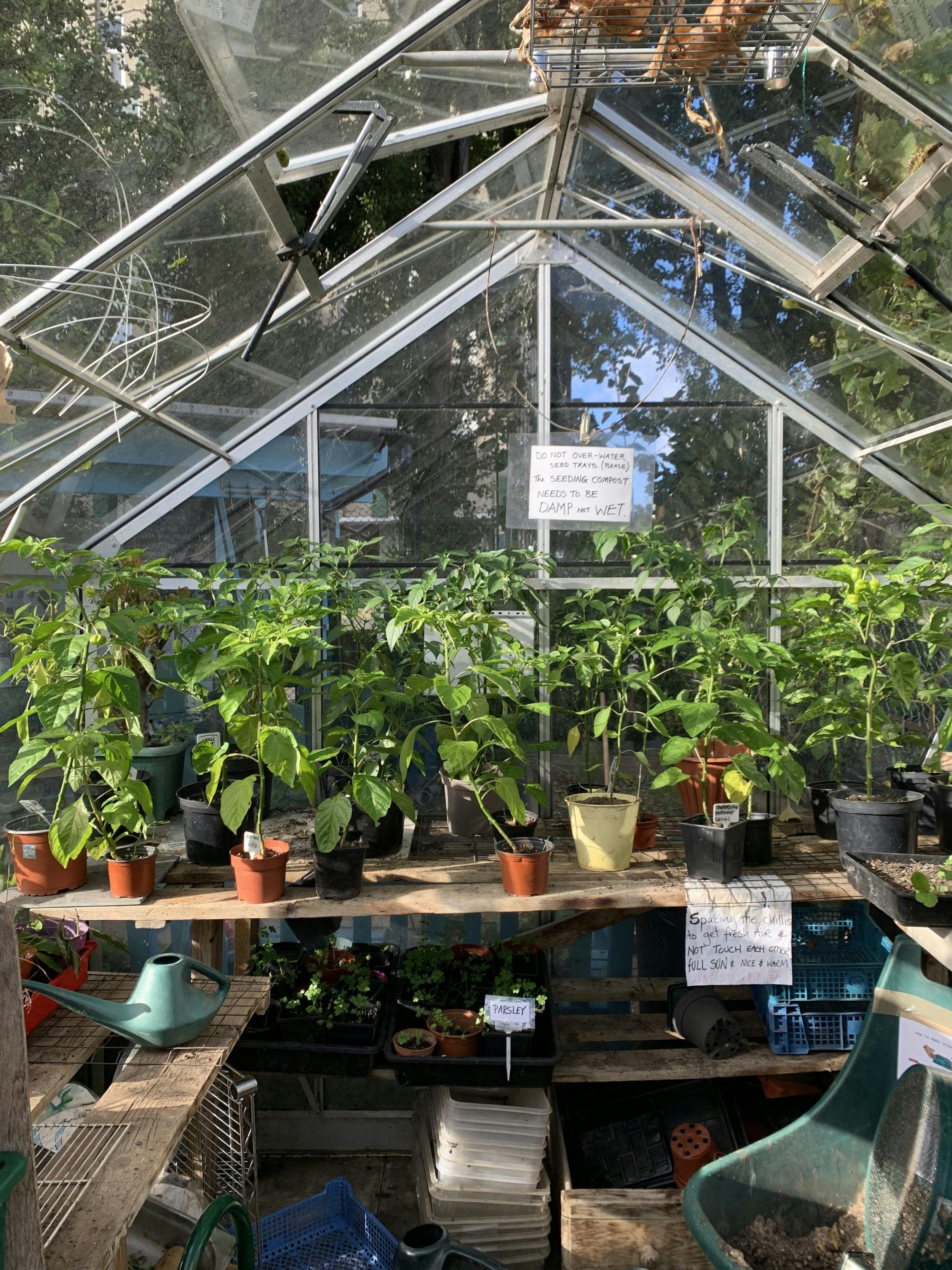 Greenhouse with potted plants at Greenside Community Centre for wellness retreats and workshops.