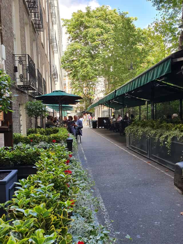 The Vine