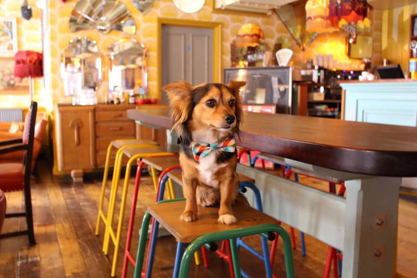 Dog in bow tie at Sorrento Lounge, perfect for casual team-building events.