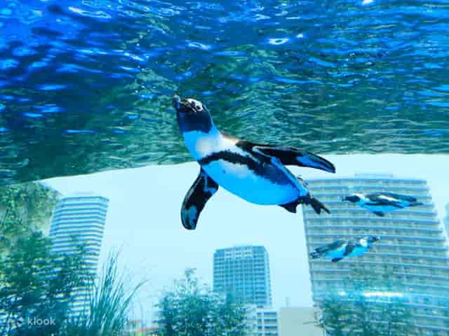 Penguin swimming at Sunshine Aquarium's Observation Deck, blending nature and urban event space.