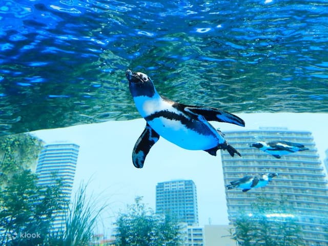Penguin swimming at Sunshine Aquarium's Observation Deck, blending nature and urban event space.