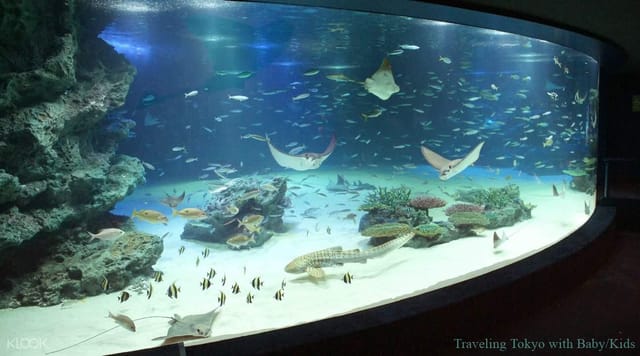 Observation Deck at Sunshine Aquarium with vibrant coral for unique corporate events.
