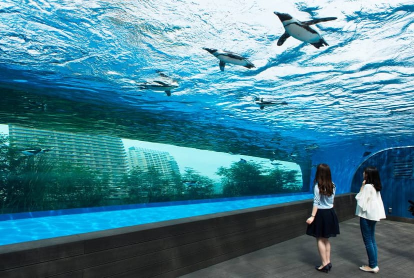Observation Deck at Sunshine Aquarium with penguins, perfect for corporate events and receptions.