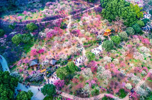 Yeouido Park: vibrant outdoor venue with colorful blooms, ideal for weddings and events.