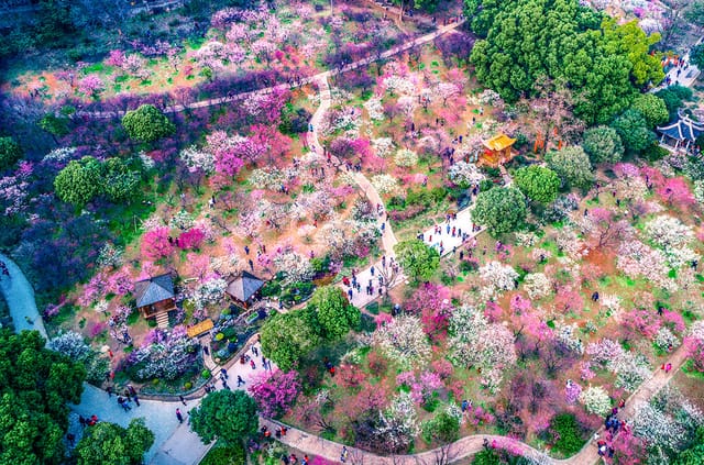 Yeouido Park: vibrant outdoor venue with colorful blooms, ideal for weddings and events.