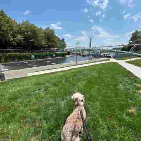 The Great Lawn