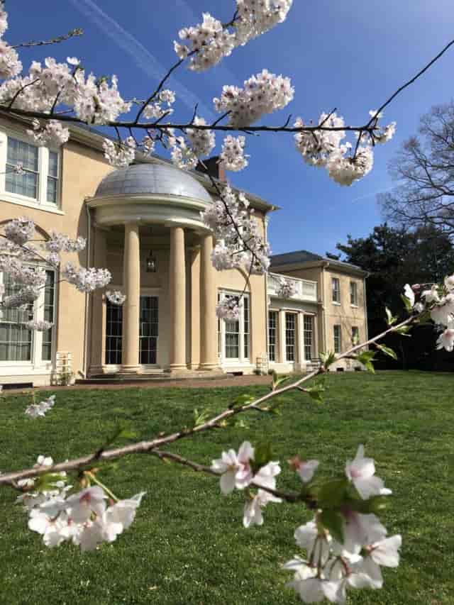 Tudor Place landmark with cherry blossoms, perfect for spring weddings and outdoor events.