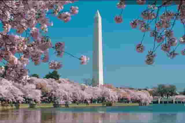 Cherry Blossom