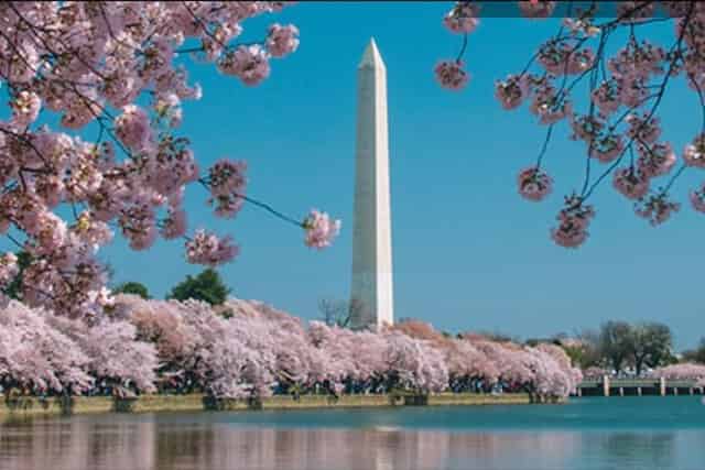Cherry Blossom