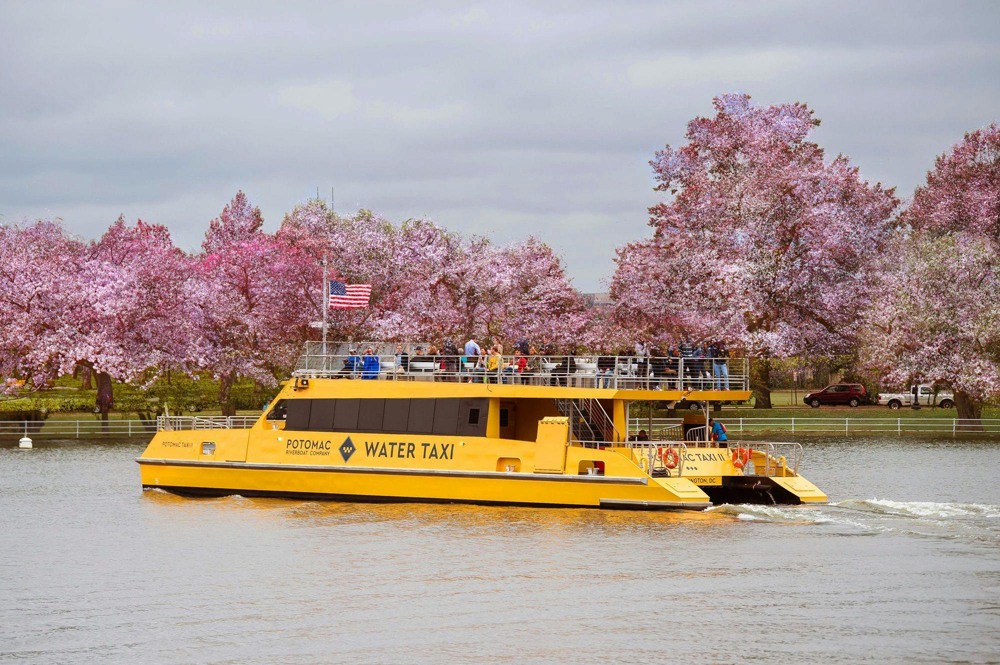 Cherry blossoms frame a yellow water taxi in Washington DC, ideal for outdoor events.