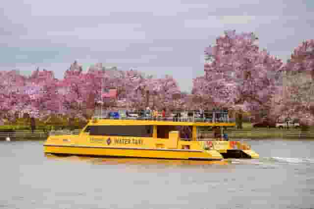 Cherry Blossom