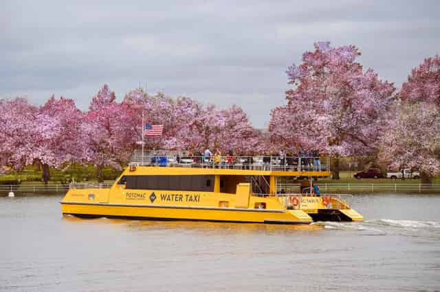 Cherry Blossom