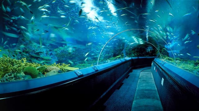 Underwater tunnel at Shanghai Ocean Aquarium for corporate events and gatherings.