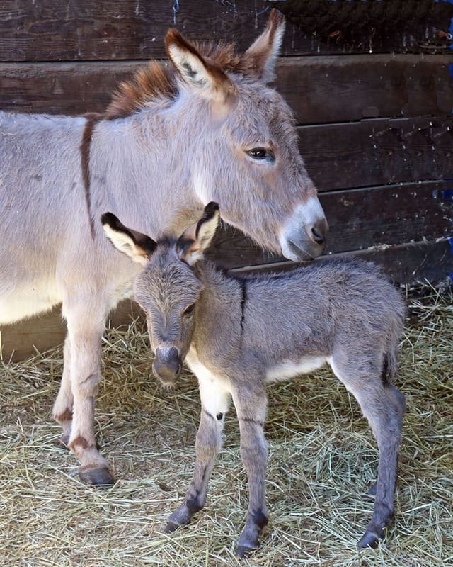 Mother donkey and foal at Animal Showcase, perfect for family-friendly events.