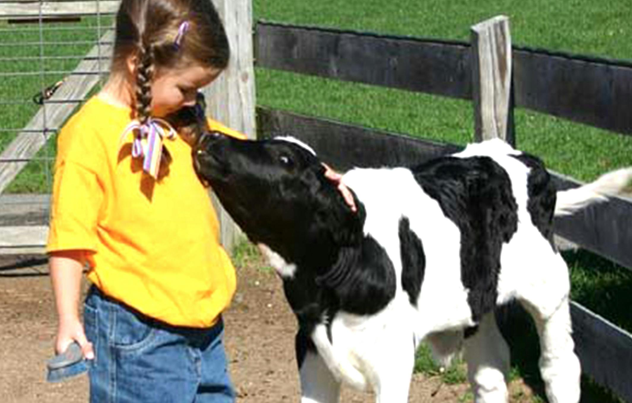 Child interacting with a calf at Davis Farmland's Animal Showcase, perfect for family events.