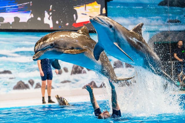 Bird Show Arena