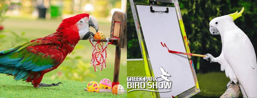 Parrot basketball performance at Dubai Dolphinarium bird show event.