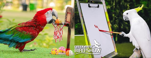 Bird Show Arena