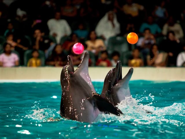 Dolphinarium