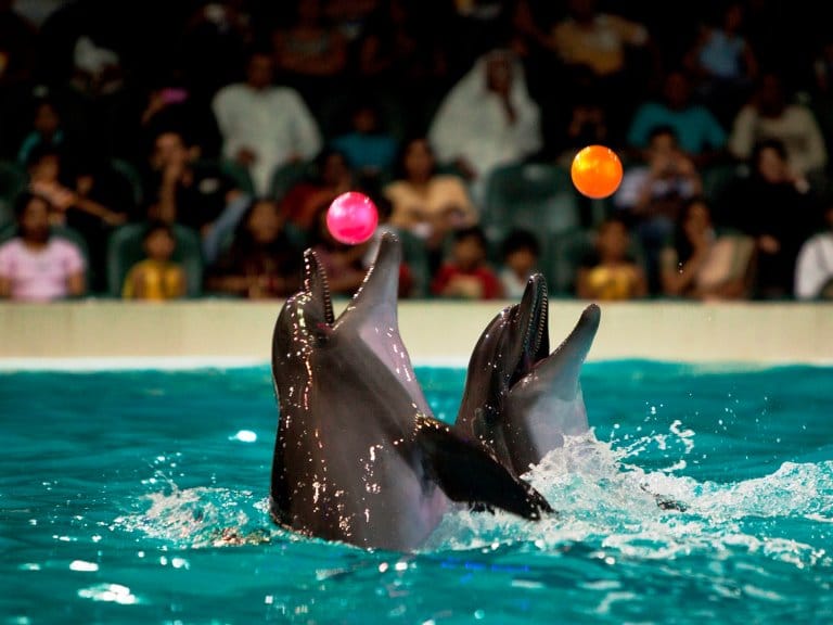 Dubai Dolphinarium - UAE Travel Guide ...