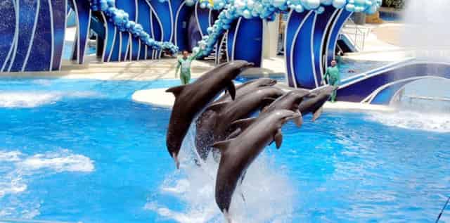 Dolphinarium