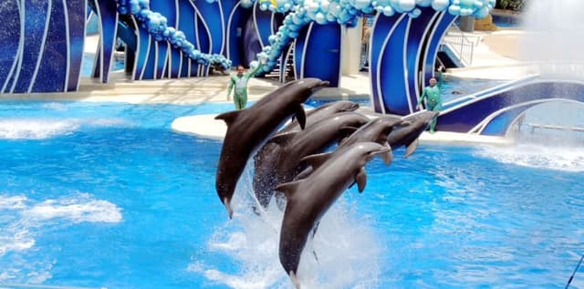 Dolphinarium