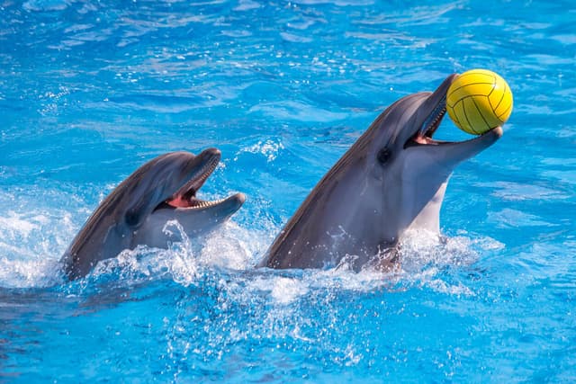 Dolphinarium