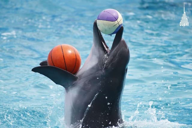 Dolphinarium
