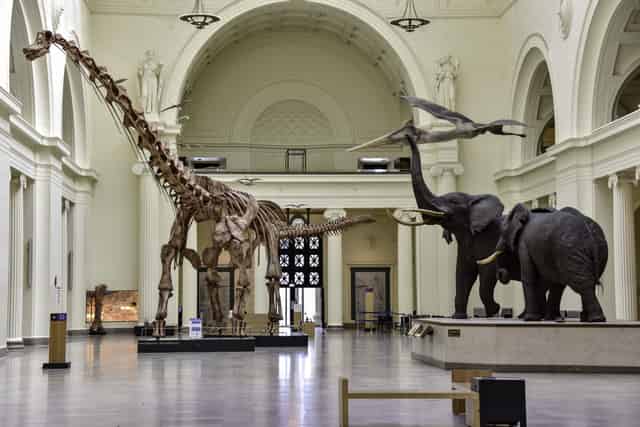 Field Museum