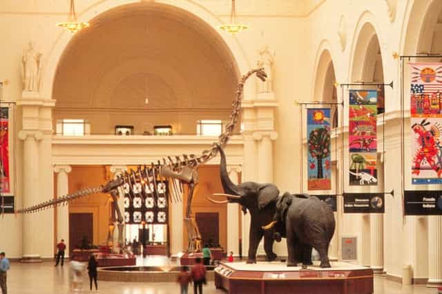 Outdoor Terraces at Field Museum with dinosaur skeleton, perfect for events and exhibitions.