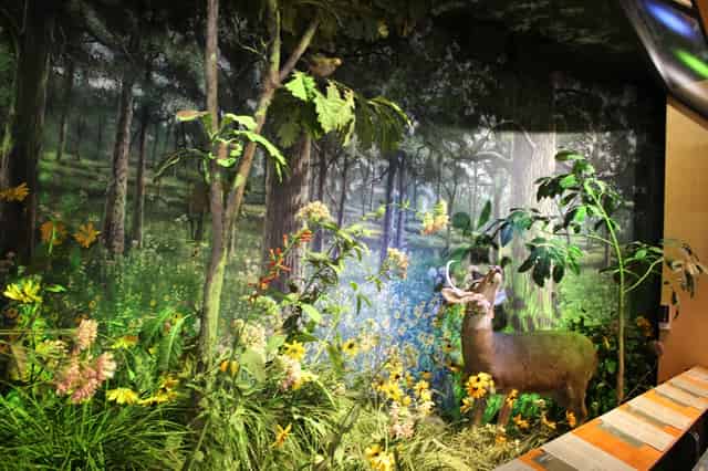 Peggy Notebaert Nature Museum
