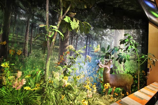 Peggy Notebaert Nature Museum
