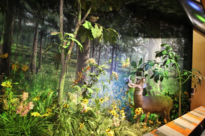 Lifelike deer in vibrant forest scene at Peggy Notebaert Nature Museum for events.
