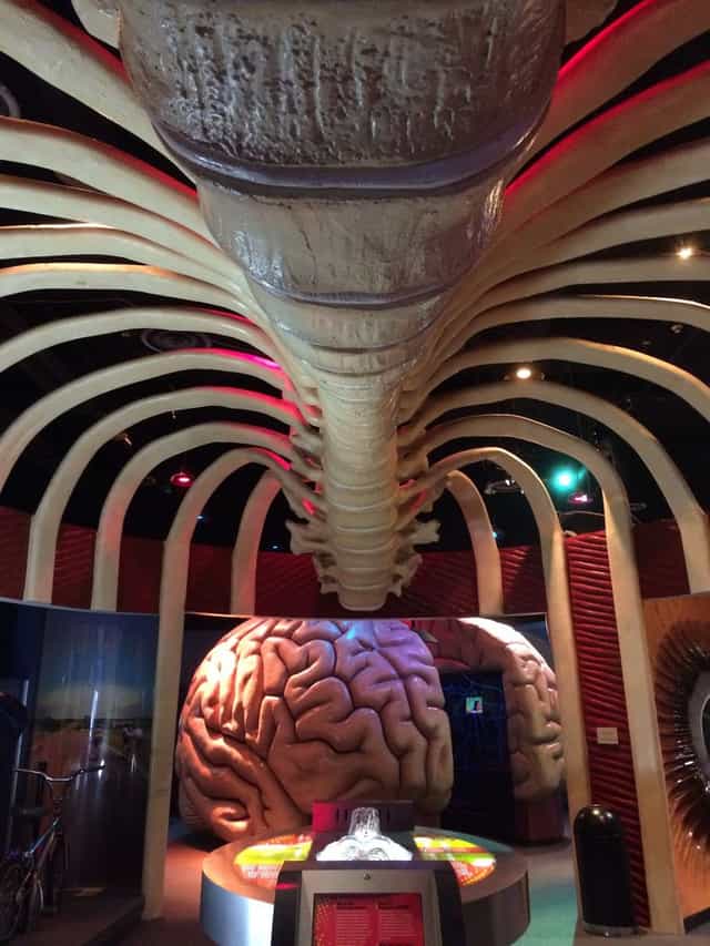 Immersive ribcage exhibit at The Health Museum for educational events.