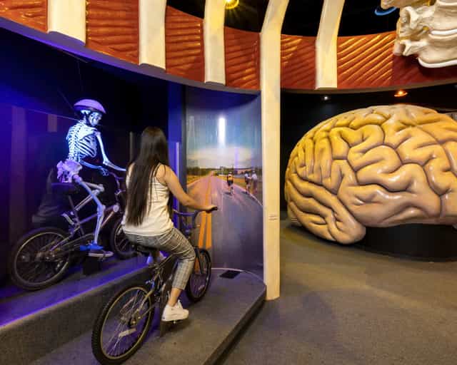 Interactive health exhibit with skeleton on bike and brain sculpture for wellness events.