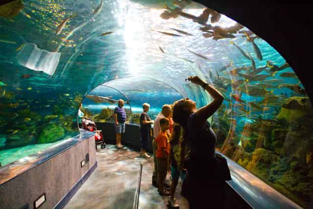Underwater Zoo