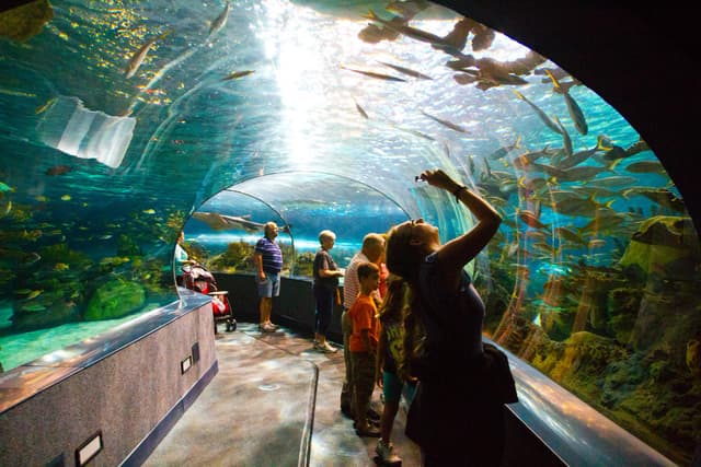 Underwater Zoo