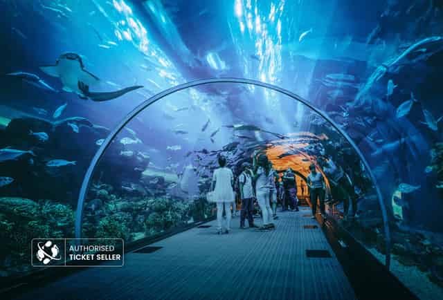 Underwater Zoo