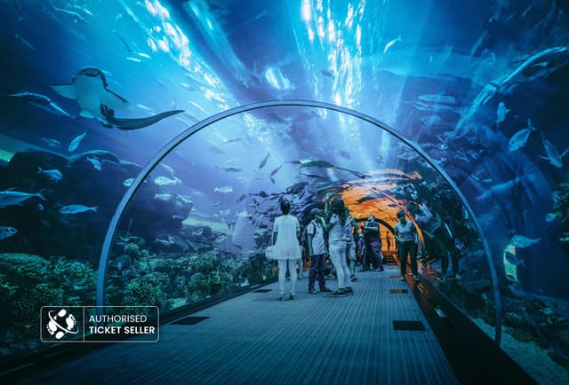 Underwater Zoo