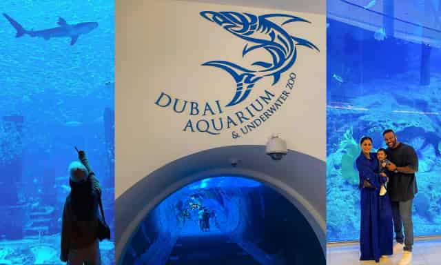 Underwater Zoo