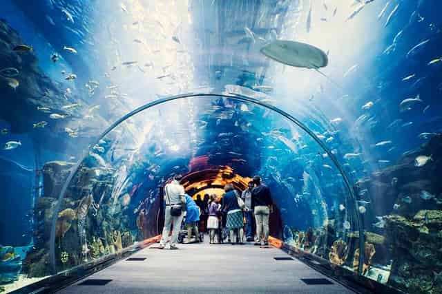 Underwater Zoo